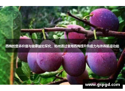 西梅的营养价值与健康益处探究，如何通过食用西梅提升免疫力与改善肠道功能